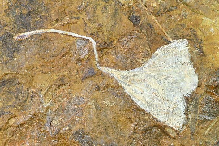 Fossil Ginkgo Leaf From North Dakota - Paleocene #145327